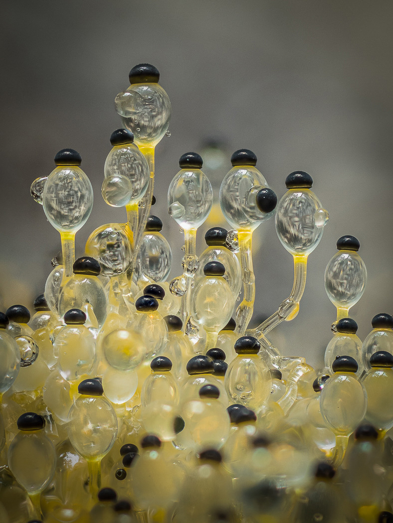 Philobolus crystallinus by Barry Webb